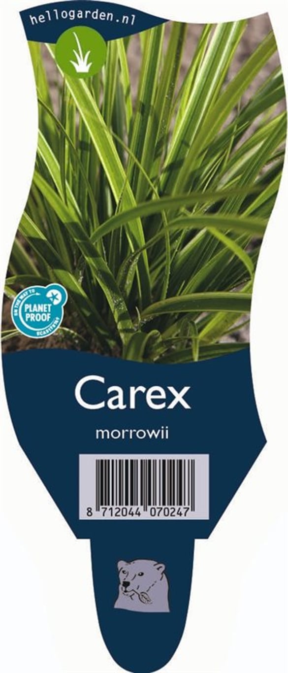 Carex morrowii - P11